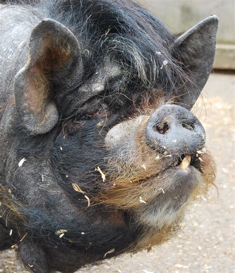 pics of ugly pigs|a ugly real pig.